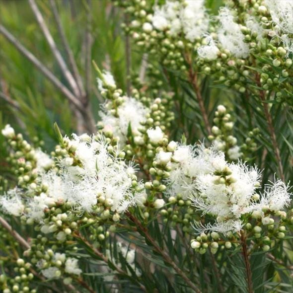 メラレウカ スノーインサマー 5号 ※お届けに10日程度かかる場合がございます。｜花木10-TN