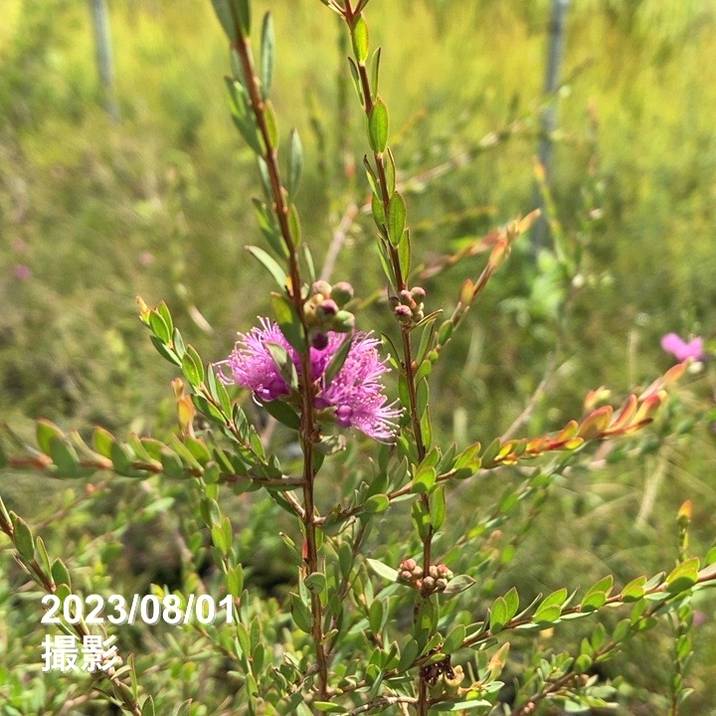 メラレウカ タイムハニーマータル 5号 ※お届けに10日程度かかる場合がございます。｜花木10-TN