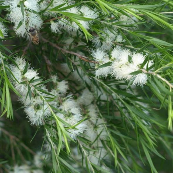 メラレウカ ブラックティーツリー 5号 ※お届けに10日程度かかる場合がございます。｜花木10-TN