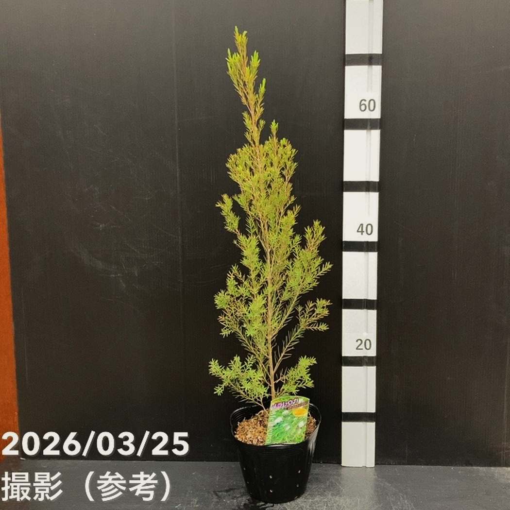 メラレウカ メディカルティーツリー 5号 ※お届けに10日程度かかる場合がございます。｜花木10-TN