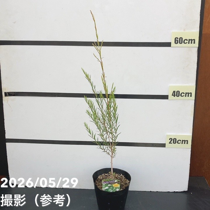 メラレウカ メディカルティーツリー 5号 ※お届けに10日程度かかる場合がございます。|花木10-TN