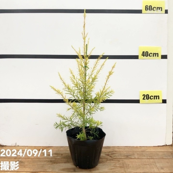 メラレウカ レボリューション ゴールド 5号 ※お届けに10日程度かかる場合がございます。|花木10-TN