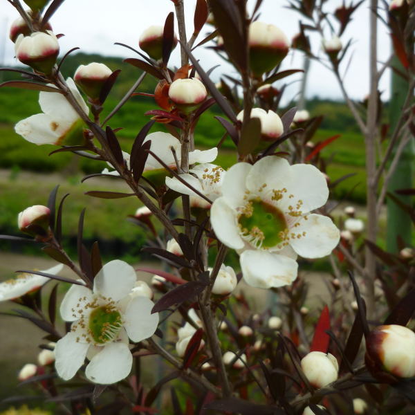 レプトスペルマム カッパーグロー 5号 ※お届けに10日程度かかる場合がございます。｜花木10-TN
