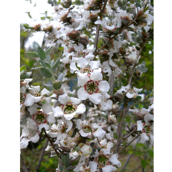 レプトスペルマム シルバーウーリーティーツリー 別名ホワイトティーツリー 5号 ※お届けに10日程度かかる場合がございます。｜花木10-TN