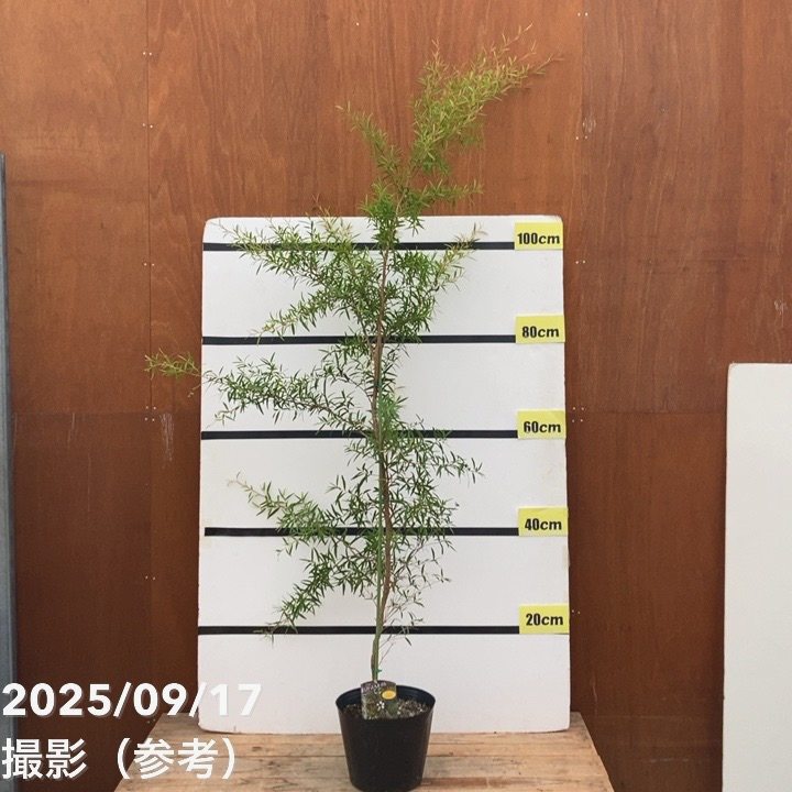 レプトスペルマム レモンティーツリー 6号大株 ※お届けに10日程度かかる場合がございます。|s200|花木10-TN