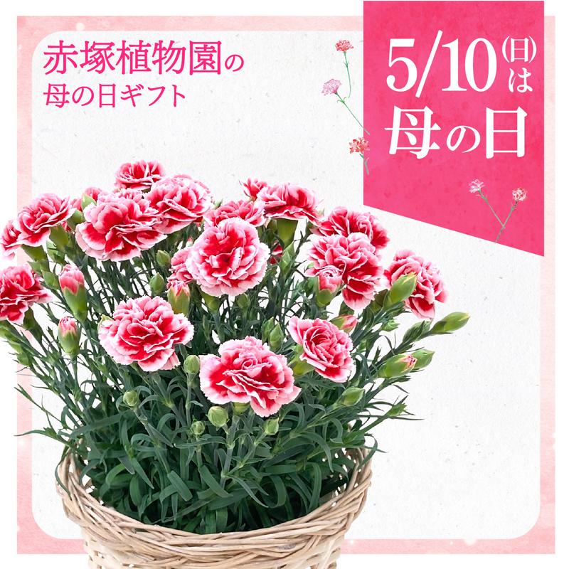 ギフト,【特集】母の日2026,【母の日2026】カーネーションの購入なら