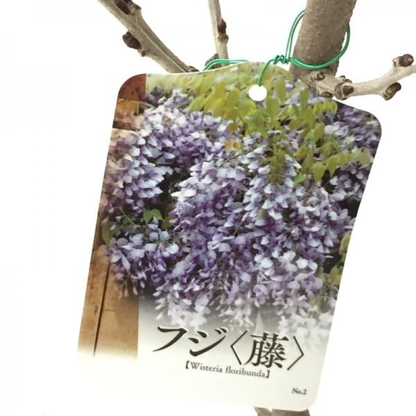 藤（フジ）一才藤 6号ポット苗 ※4月中旬以降は開花中もしくは剪定済みの株｜花木10-TU