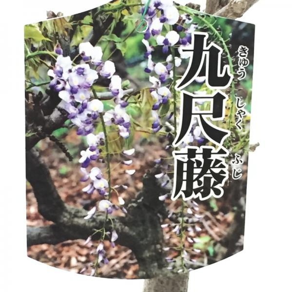 藤（フジ）九尺藤 6号ポット苗 ※4月中旬以降は開花中もしくは剪定済みの株｜花木10-TU