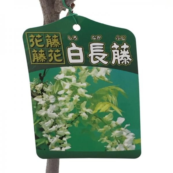 藤(フジ)白長藤 6号ポット苗 ※4月中旬以降は開花中もしくは剪定済みの株|花木10-TU