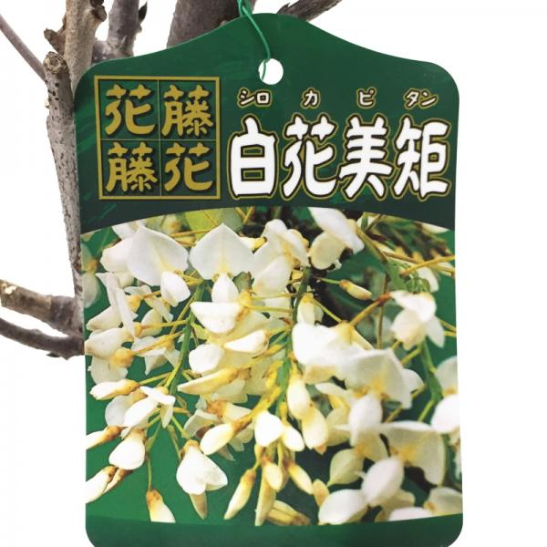 藤（フジ）白花美たん 6号ポット苗 ※4月中旬以降は開花中もしくは剪定済みの株｜花木10-TU