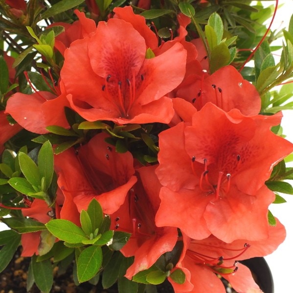 サツキ 赤 4号×3株セット｜花木10-AK