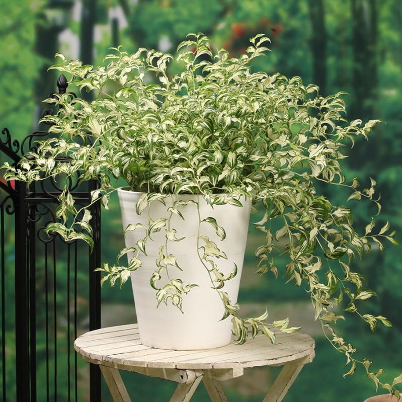 □キーワードから探す,珍しい,珍しい（その他）の購入なら赤塚