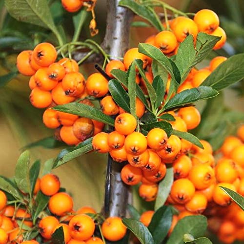 シーベリーの 4号 雄×雌セット｜果樹10-TU