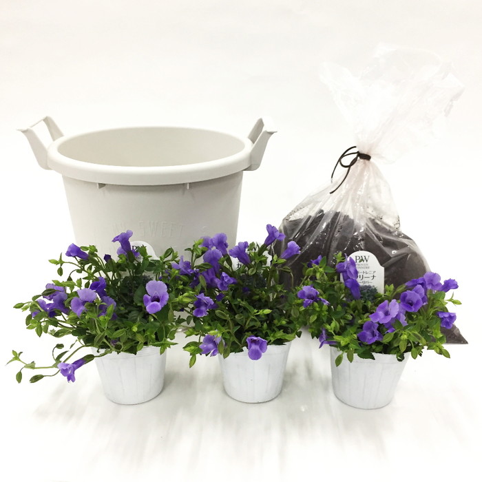 桐生ふぁーむの スーパートレニア カタリーナ ブルーリバー 栽培セット お届けまでに10日程度頂戴することがございます 産地直送商品 桐生ふぁーむ 草花 赤塚植物園オンライン 花の音