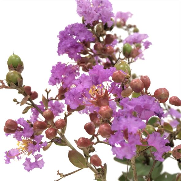 サルスベリ WithLove エターナル 5号｜花木10-TU