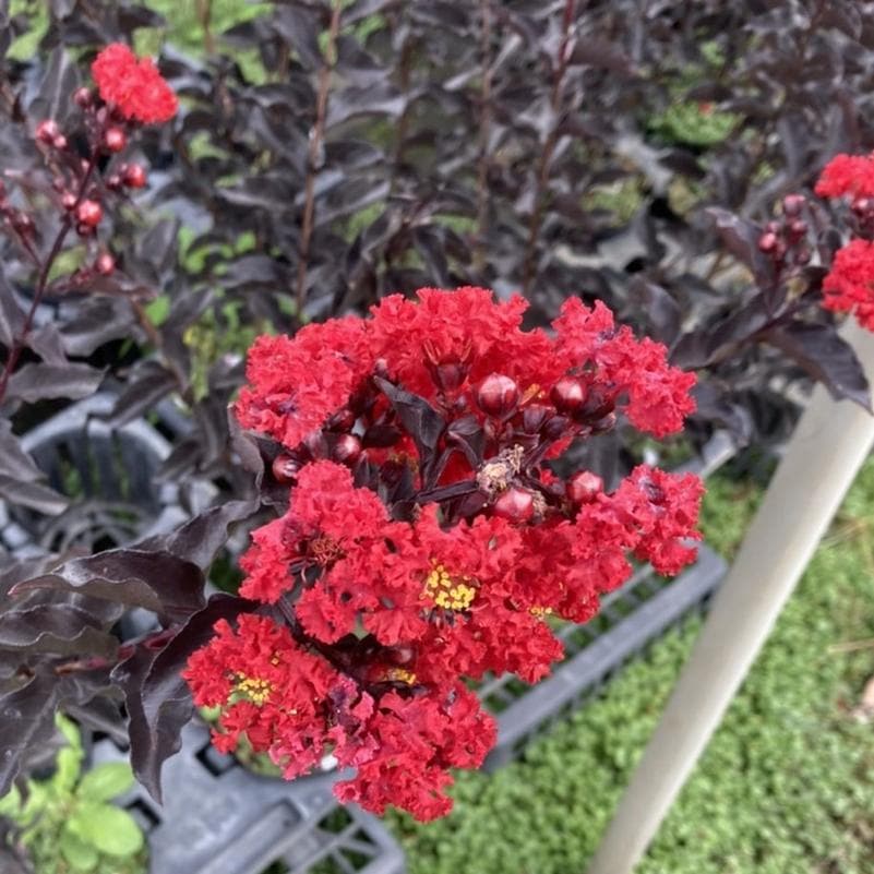 サルスベリ ブラックパール 'ルビー' 5号ポット ※お届けまでに10日ほどかかる場合がございます。|花木04-PA