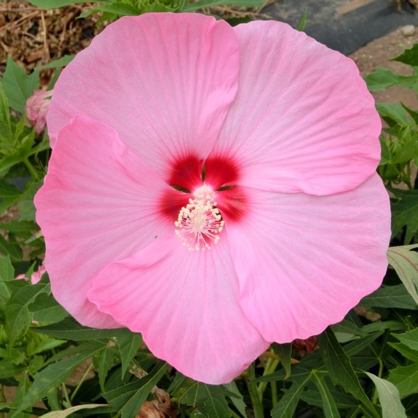 タイタンビカス 3.5号 カシオペア （ショートタイプ）｜草花01-D1