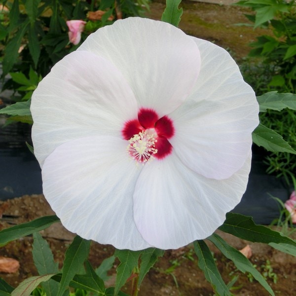 タイタンビカス 3.5号 ヘルメス (ショートタイプ)|草花01-D1