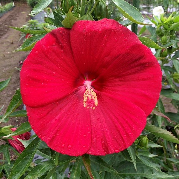 タイタンビカスキッズ 3.5号 ピーターパン (キッズタイプ)|草花01-D1