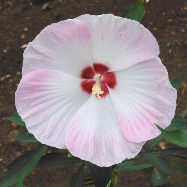 タイタンビカスキッズ 3.5号 ティンカーベル (キッズタイプ)|草花01-D1