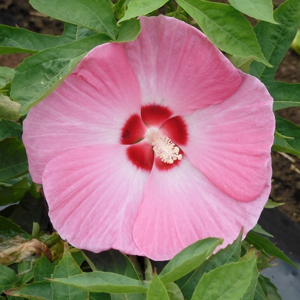 タイタンビカスキッズ 3.5号 ウェンディ (キッズタイプ)|草花01-D1