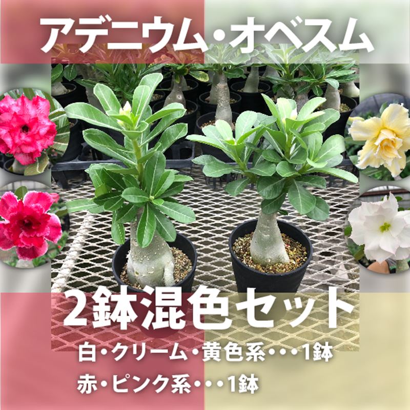 アデニウム オベスム 2鉢混色セット 白 クリーム 黄色系 赤 ピンク系 各1鉢 4号 花木 庭木 アデニウム 赤塚植物園オンライン 花 の音