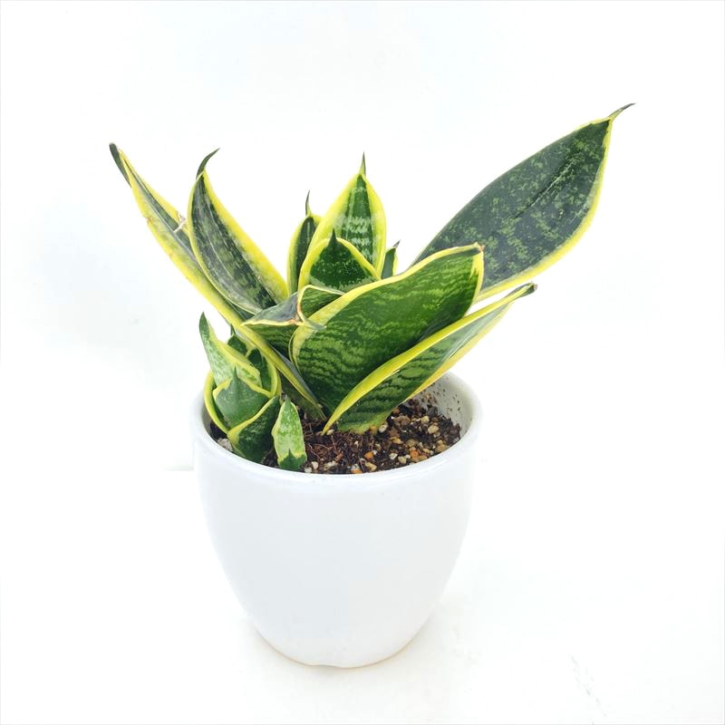 サンスベリア 3.5号 スパーバハニー 白陶器鉢仕様｜観葉02-D2