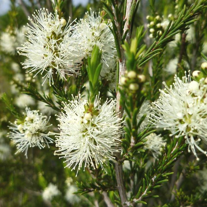 メラレウカ ラベンダーティーツリー 5号 ※お届けに10日程度かかる場合がございます。|花木10-TN