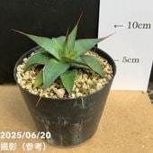 アガベ８株セット アガベ8株セット 2025年最新】アガベ(Agave)のおすすめ商品一覧