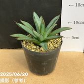 現品お届け】アガベ 8号 グリーングロー（A48）｜観葉01-D1