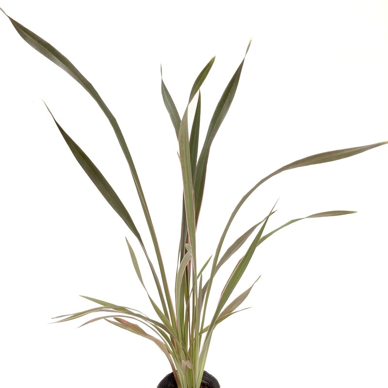 ドライガーデンの主役！ニューサイラン ピンクストライプ 3号苗  ※お届けに10日程度かかる場合がございます。｜草花04-PA