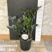 ベストセレクション 6サイカス カイルンシアナ スーパーブルー ベストセレクション 6サイカス カイルンシアナ スーパーブルー