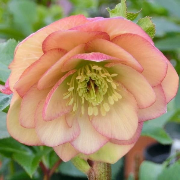 伊勢みやび 花梨