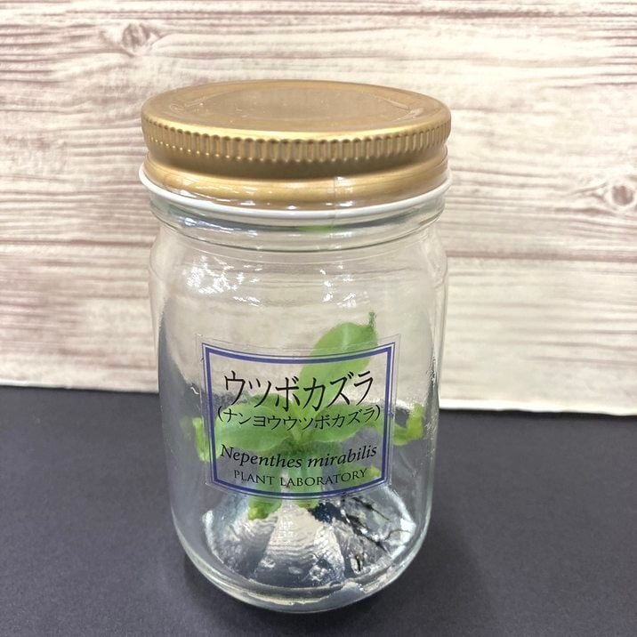 ビンの中で育む植物 植物ラボ ウツボカズラ（ナンヨウウツボカズラ）Nepenthes mirabilis ※お届けまでに最大14日｜観葉07-TU