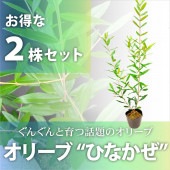生育旺盛 実がつきにくく地面が汚れない オリーブ ひなかぜ 5号 花木 庭木 赤塚植物園オンライン 花の音