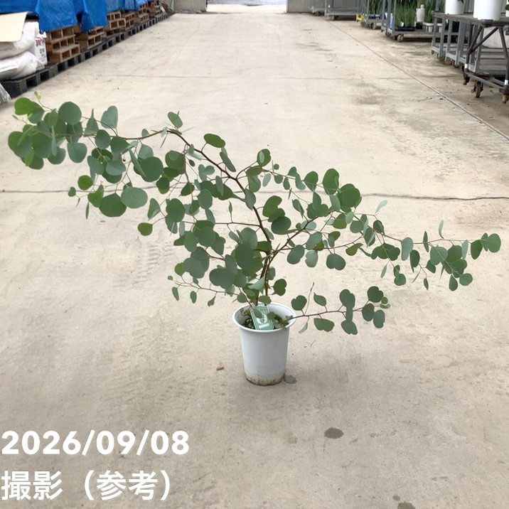 花木・庭木,ユーカリの購入なら赤塚植物園オンライン 花の音｜花苗