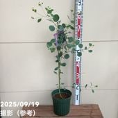 オリーブ ひなかぜ 7号｜果樹01-D1 | 花木・庭木 | 赤塚植物園