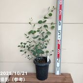 ユーカリ* オフィスユーカリ シャラポロ バズベイト 3/8oz Office eucalyptus