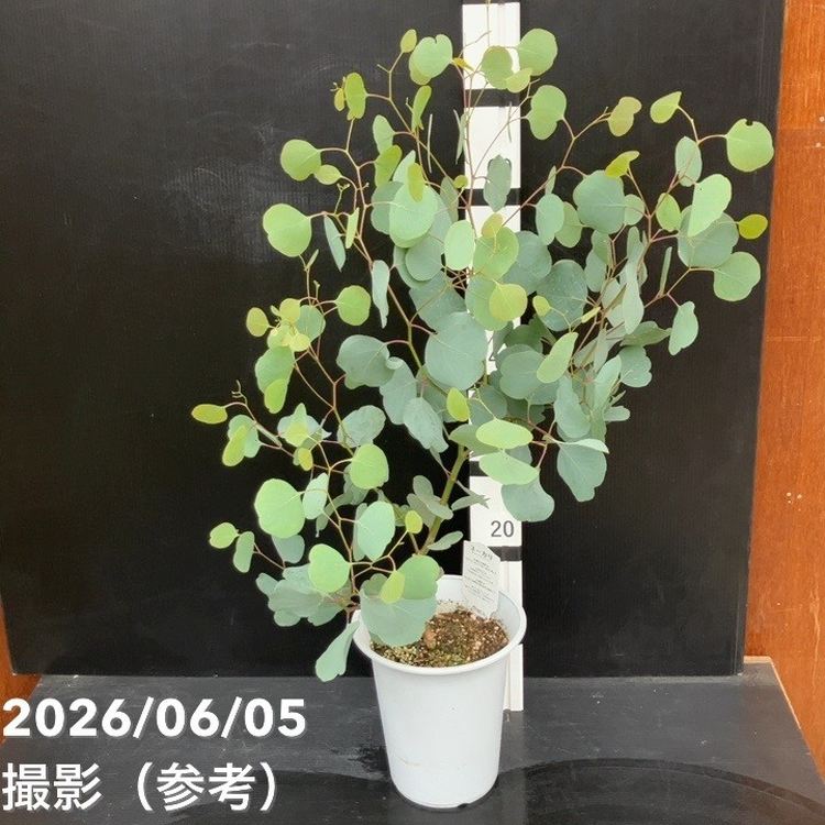 65周年記念セール】ユーカリ ポポラス（ポリアンセモス）6号｜花木10