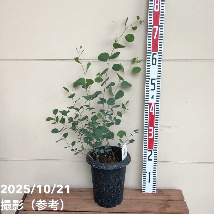 ユーカリ ポポラス（ポリアンセモス）6号｜花木04-PA