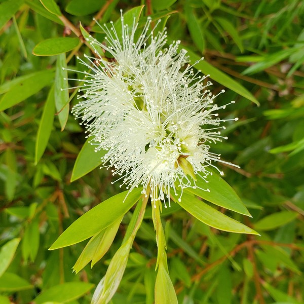 メラレウカ レウカデンドロン（カユプテ）5号 ※お届けに10日程度かかる場合がございます。｜花木10-TN