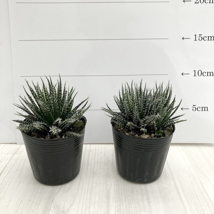 極小アロエ!アロエ・ハオルチオイデス 2.5号 2鉢セット|観葉01-D1