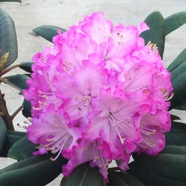 シャクナゲ スーパーローディー 5号 ピンクサファイア|花木01-D1