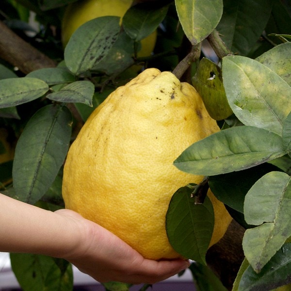 ［珍しい果物］驚異的な大きさ！ジャンボレモン 4号ロングポット｜果樹10-TU