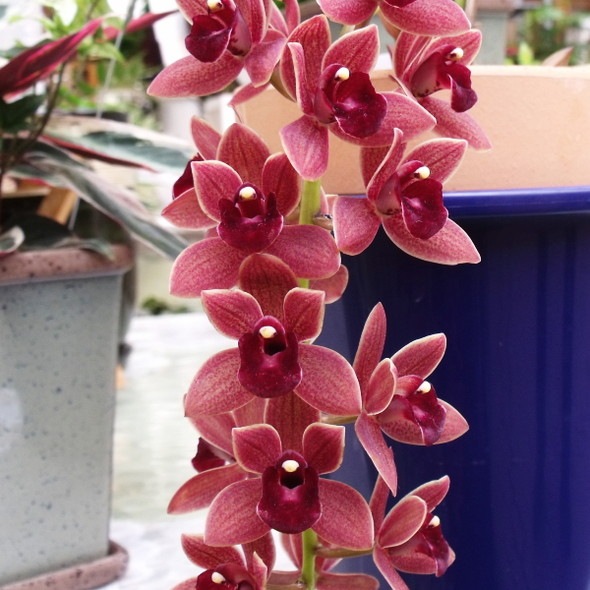 割引 日本蜜蜂誘引蘭 キンリョウヘンK2 キンリョウヘン⑪ 金稜辺 花芽7