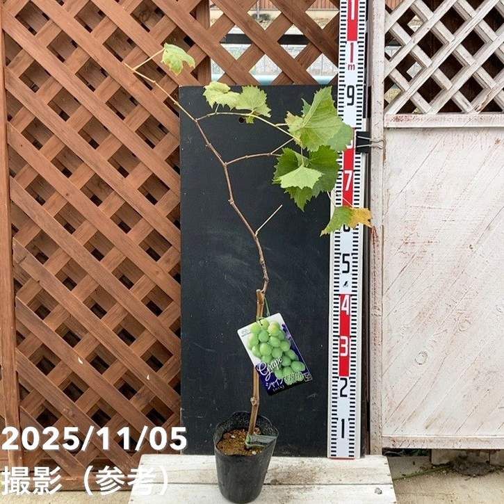 果樹,ブドウの購入なら赤塚植物園オンライン 花の音｜花苗