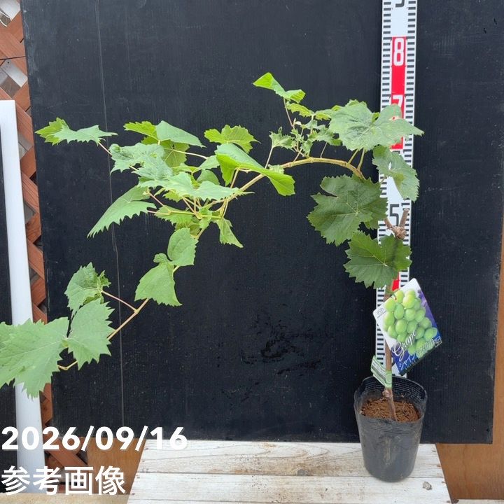 【8815】海外　マステ　5m巻売り　PETラメ加工カッティング秋の果実　木棉 ブドウ シャインマスカット 5号 PVP｜果樹04-PA | 果樹,ブドウ | 赤塚
