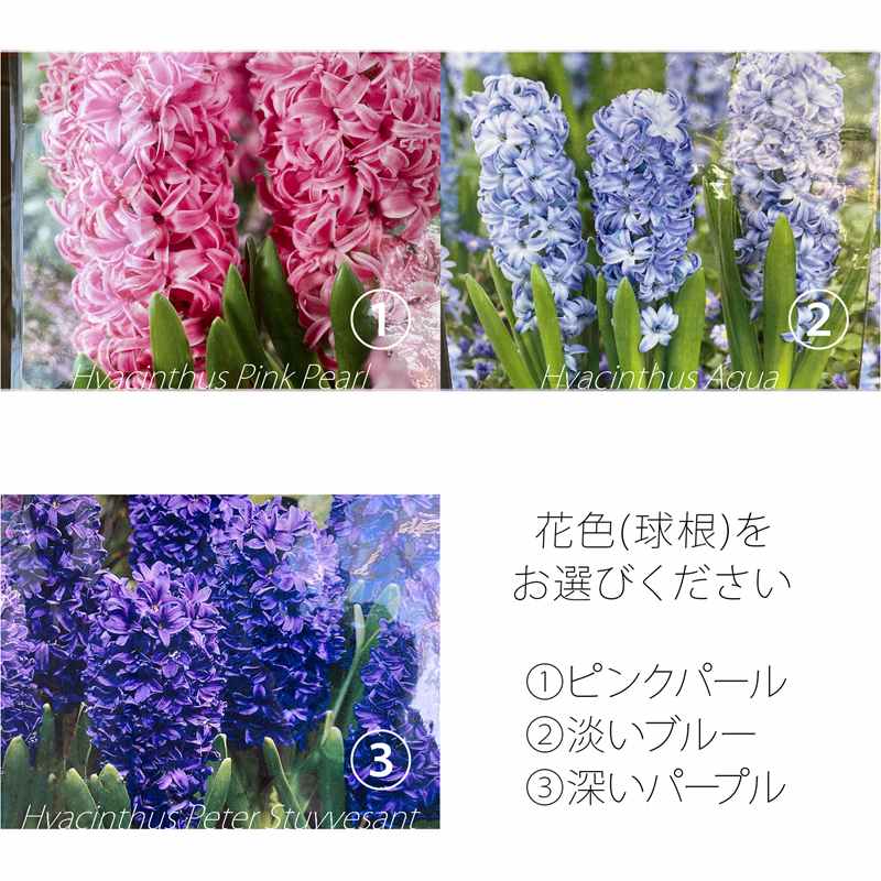 汎用性の高いガラス製フラワーベースとヒヤシンス球根栽培セット インテリア 雑貨 赤塚植物園オンライン 花の音