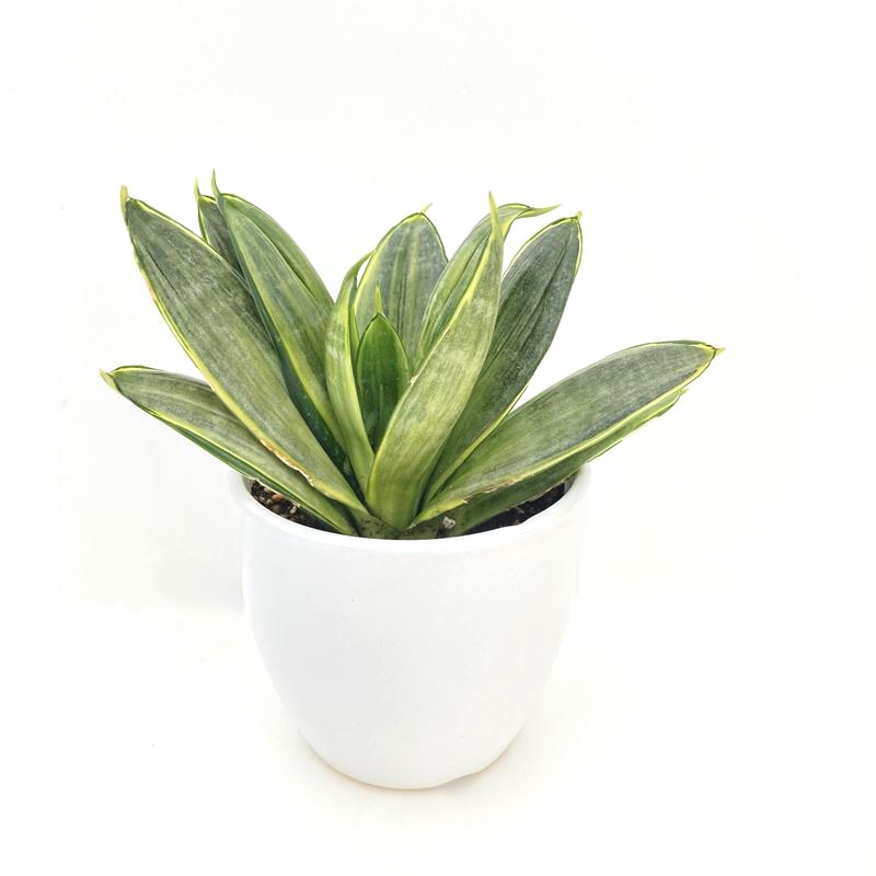 サンスベリア 3.5号 グレイハニー 白陶器鉢仕様｜観葉02-D2