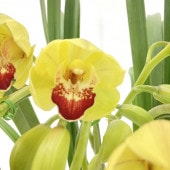 テーブルシンビジューム 黄色 2本立アーチ ラブリームービー “ゴールド